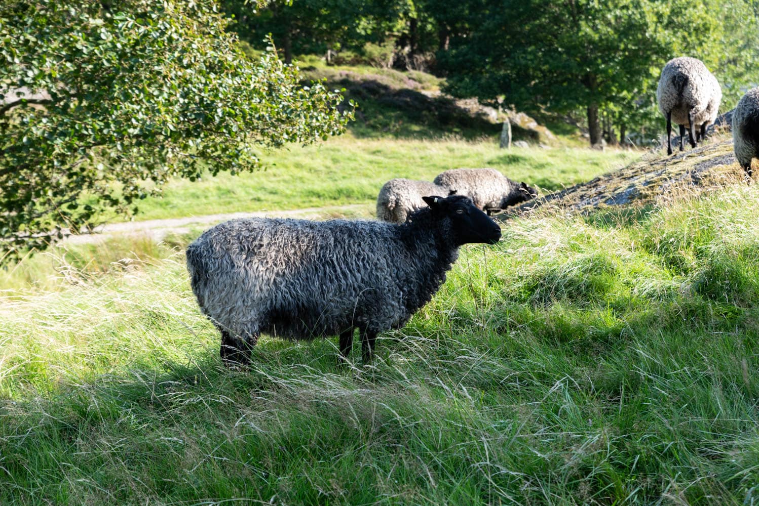 moutons-parc-Pilane