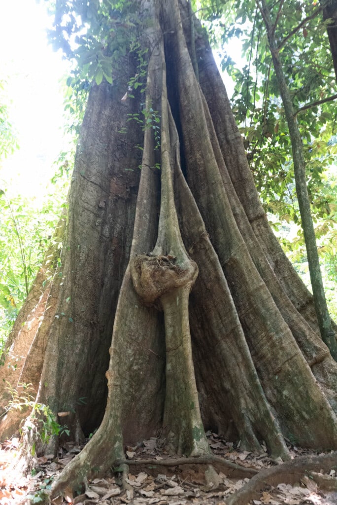 arbre-géant-koh-yao-noi