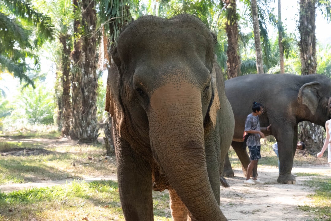 éléphant-khao-sok-thaïlande