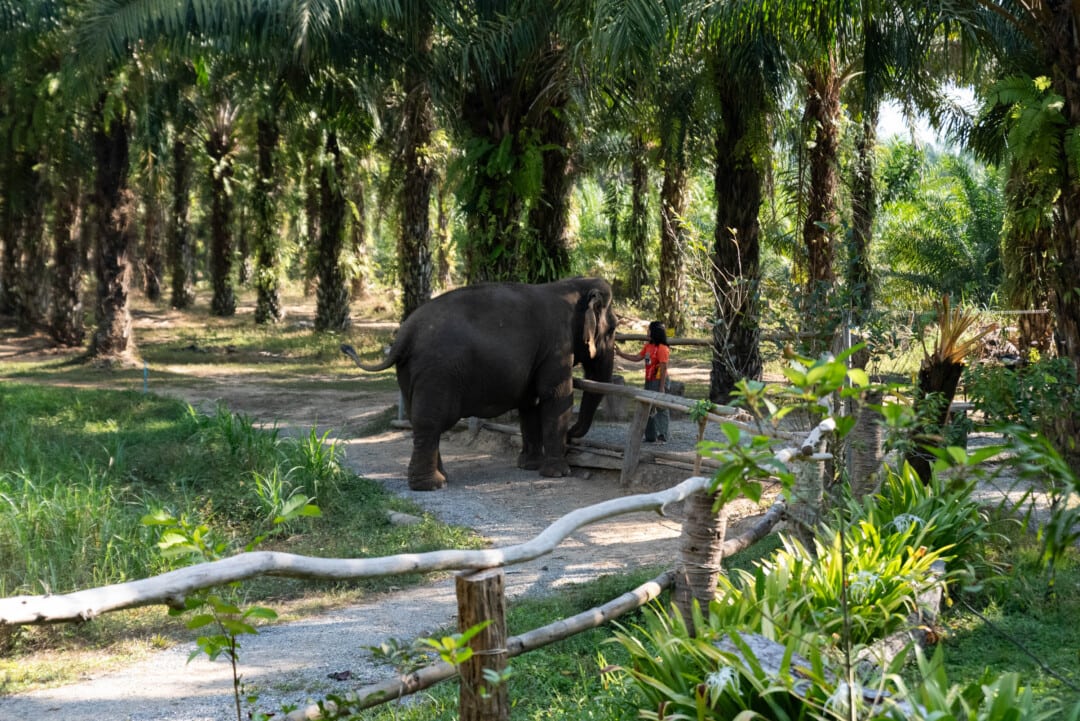 Khao-Sok-Elephant-Sanctuary