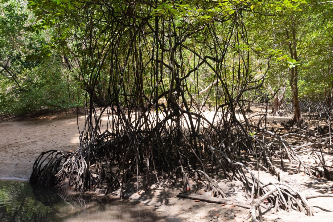 mangrove-île-Koh-Roi-Thaïlande