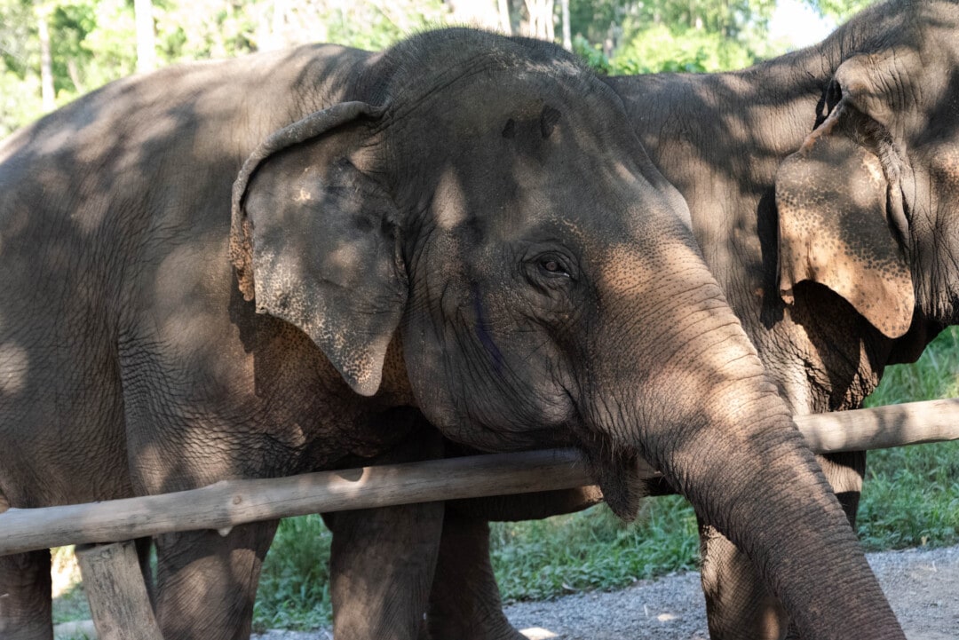rencontre-avec-les-éléphants-en-thaïlande