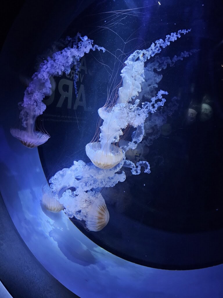 aquarium-de-la-rochelle-avec-des-enfants