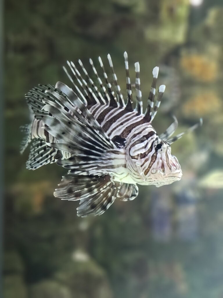 monde-marin-aquarium-la-rochelle