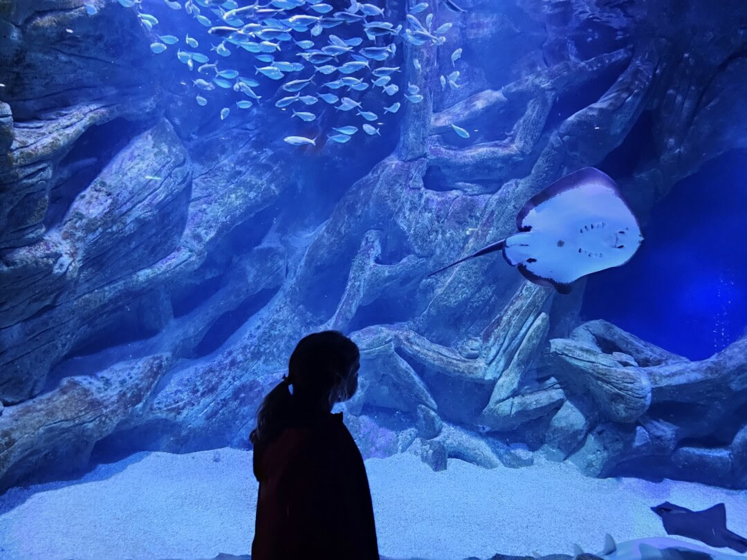 visiter-aquarium-la-rochelle