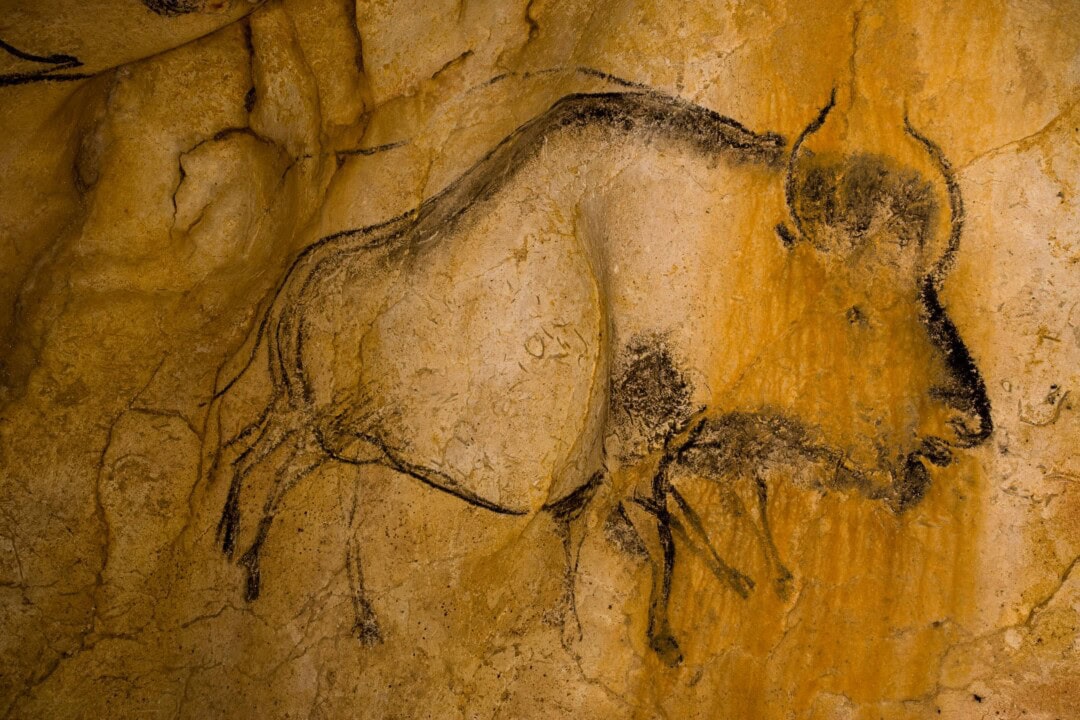 bison-en-mouvement-Lionel Guichard-Grotte Chauvet2-Ardeche