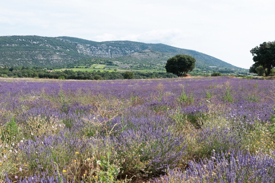 champ-de-lavande-saint-remeze