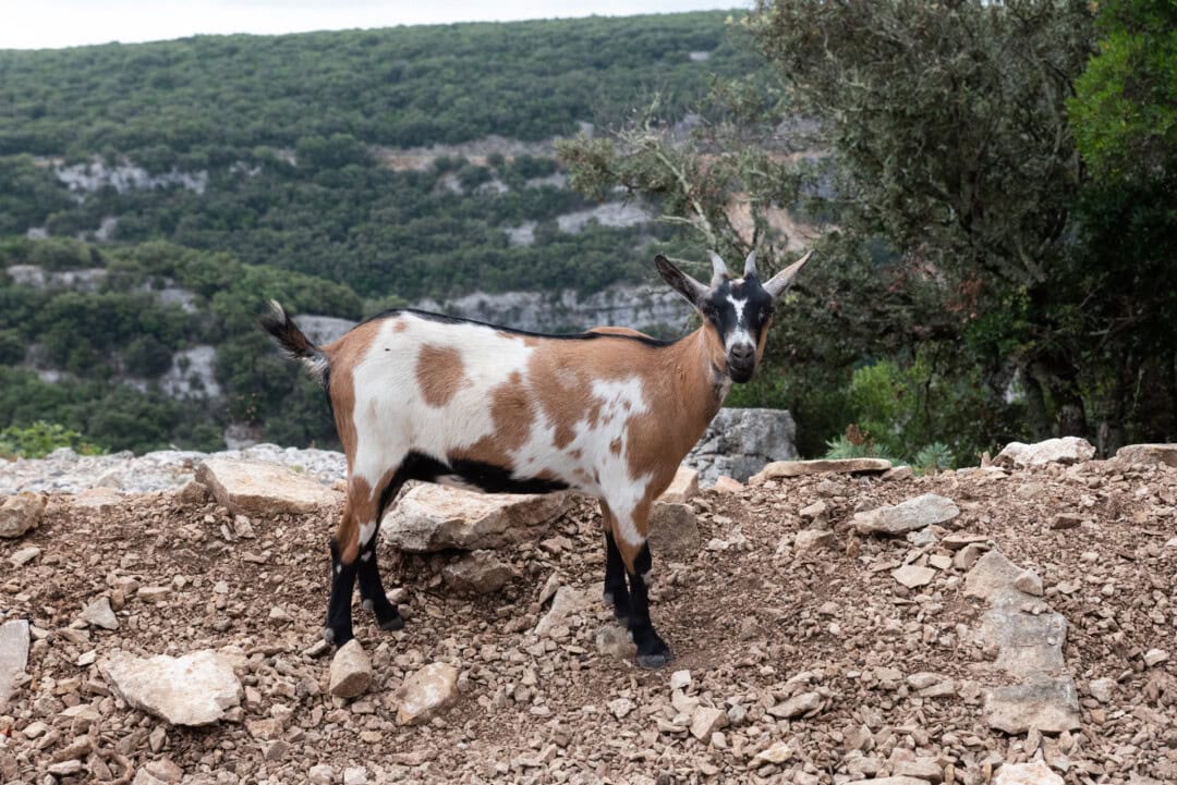 chèvre-ardèche