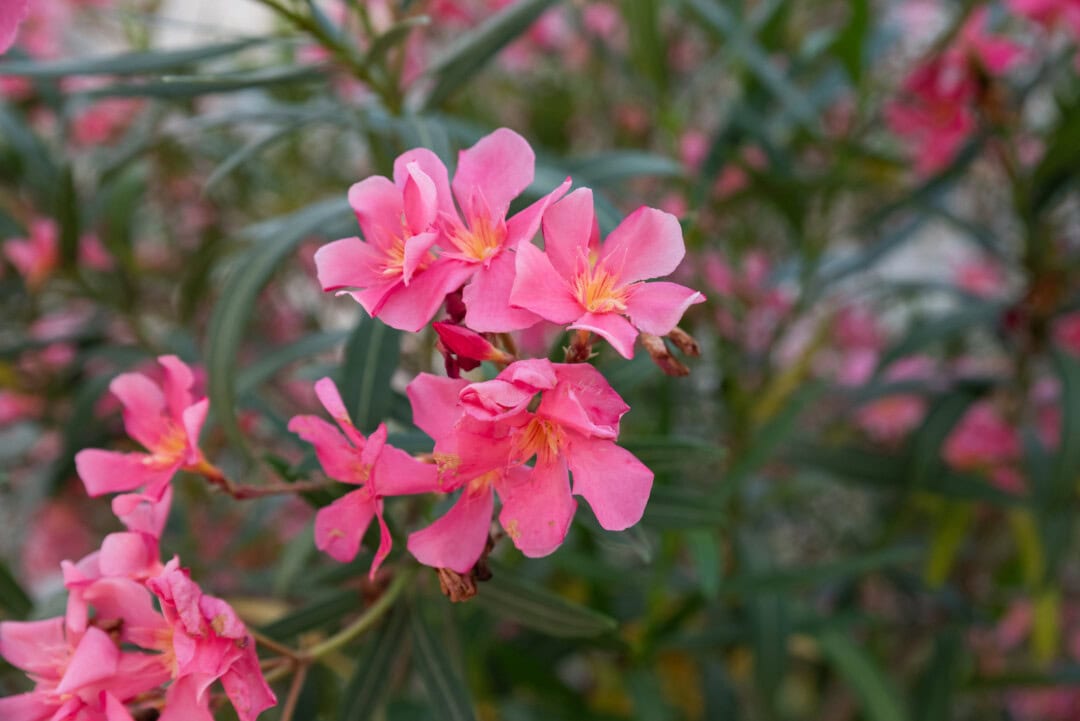 fleurs-village-Aiguèze-ardèche