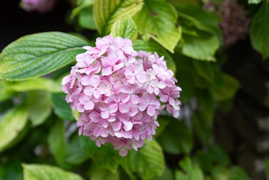 Hortensia-Voguë