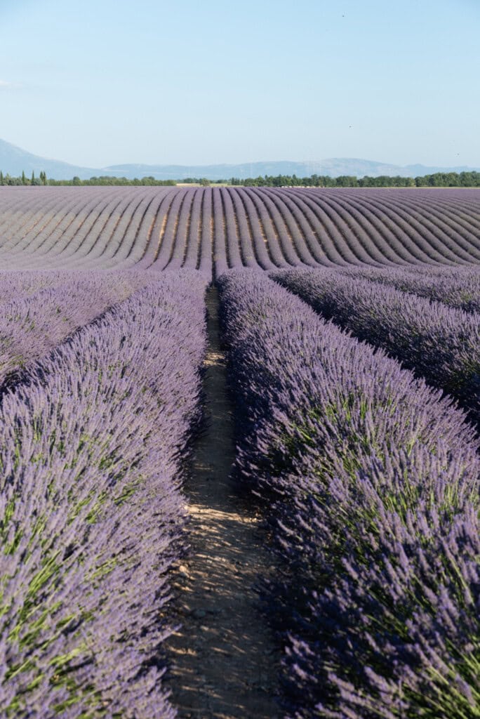 champ-de-lavande-plateau-de-valensole