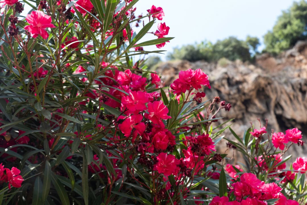 fleurs-cotignac