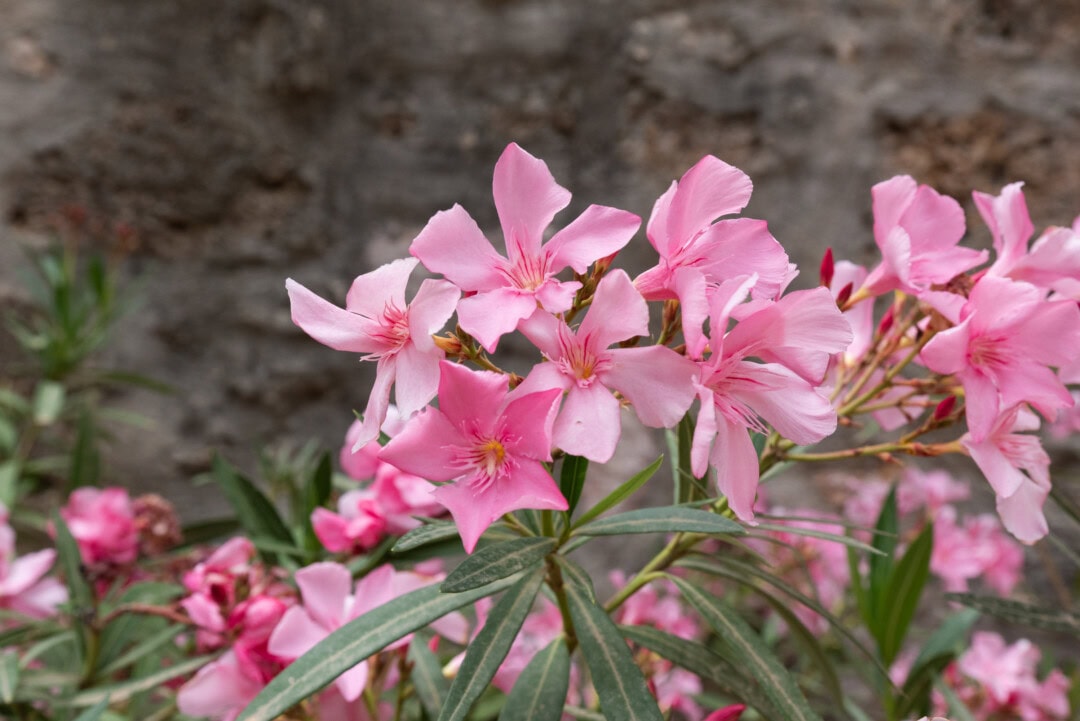 fleurs-Sillans-La-Cascade