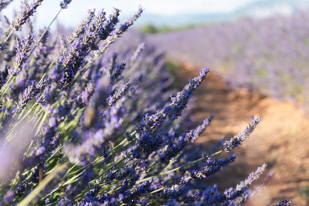 lavande-valensole