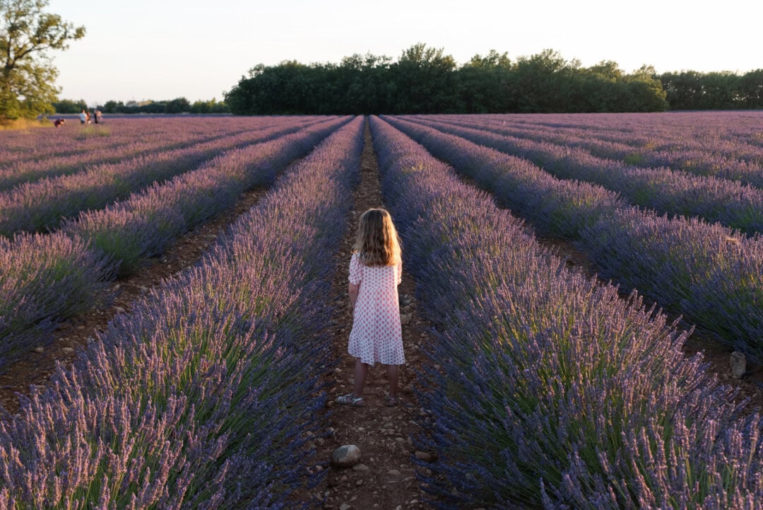 voir-les-champs-de-lavande-au-coucher-de-soleil-valensole